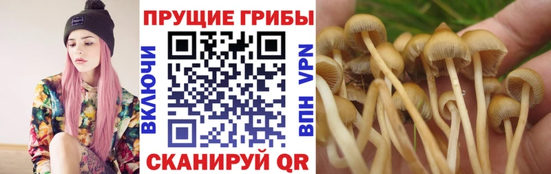 Купить где  Скопин  Псилоцибиновые грибы Psilocybine cubensis 